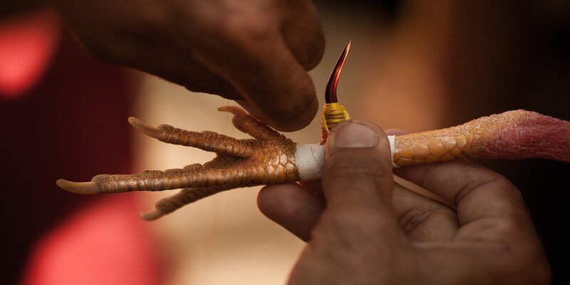 Chiến thuật giúp chiến thắng cùng bộ môn đá gà cựa sắt